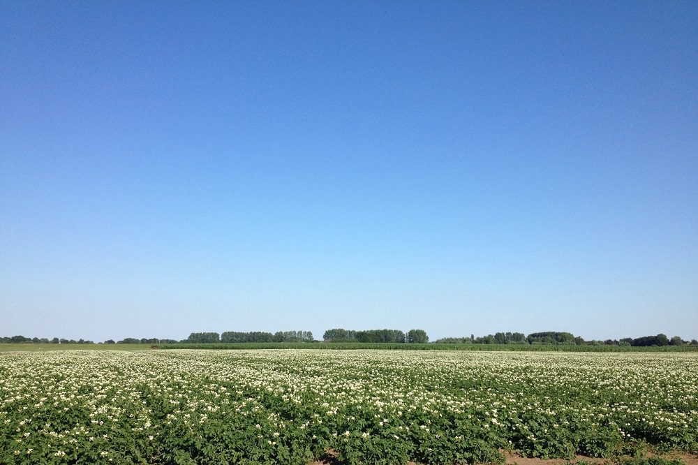 Proefvelden PotatoEurope 2025: 15 bedrijven tonen hun expertise in de praktijk