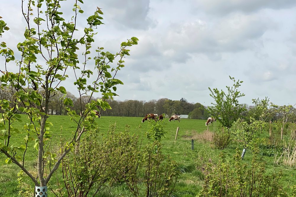 Nieuwe inschrijvingen aanplantsubsidie agroforestry mogelijk tot 19 september