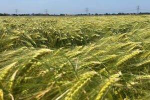 Hybride wintergerst met een unieke resistentie en meeropbrengst