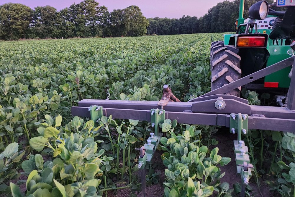 Van wijndruiven tot kikkererwten en quinoa: niet elke Vlaamse boer sakkert vanwege droogte
