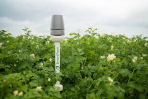 Hoe moedigen we gewassen aan tot een eindsprint?