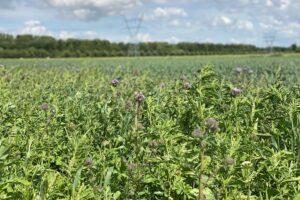 "Als akkerbouwers meer moeite doen voor een stukje natuur"