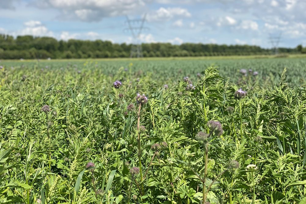 "Als akkerbouwers meer moeite doen voor een stukje natuur"