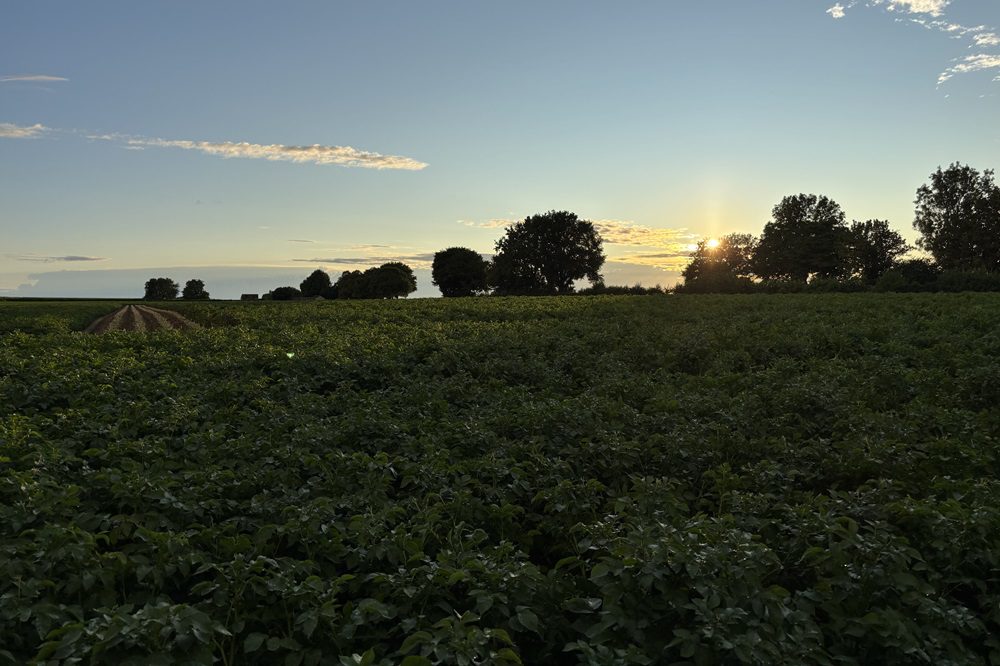 Belgische landbouwer betaalde gemiddeld 343 euro per hectare per jaar aan pacht