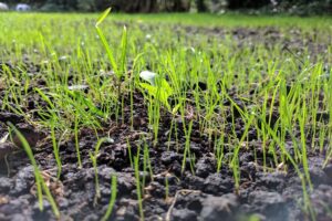 Knolcyperus: hoe bestrijden?