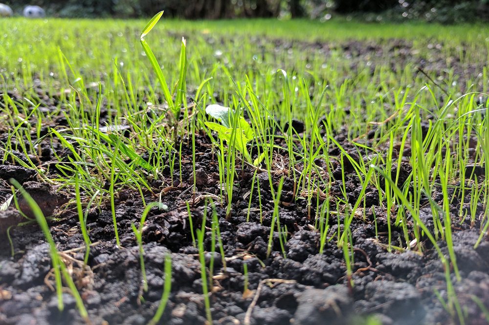 Knolcyperus: hoe bestrijden?