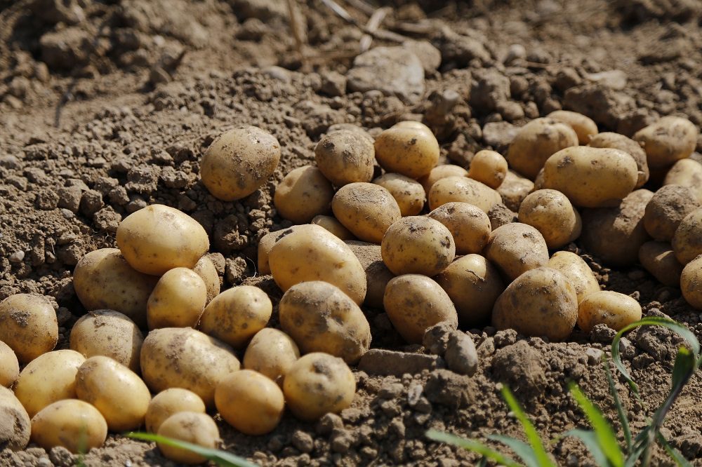 Innovatie in beheersing Phytophthora op PotatoEurope