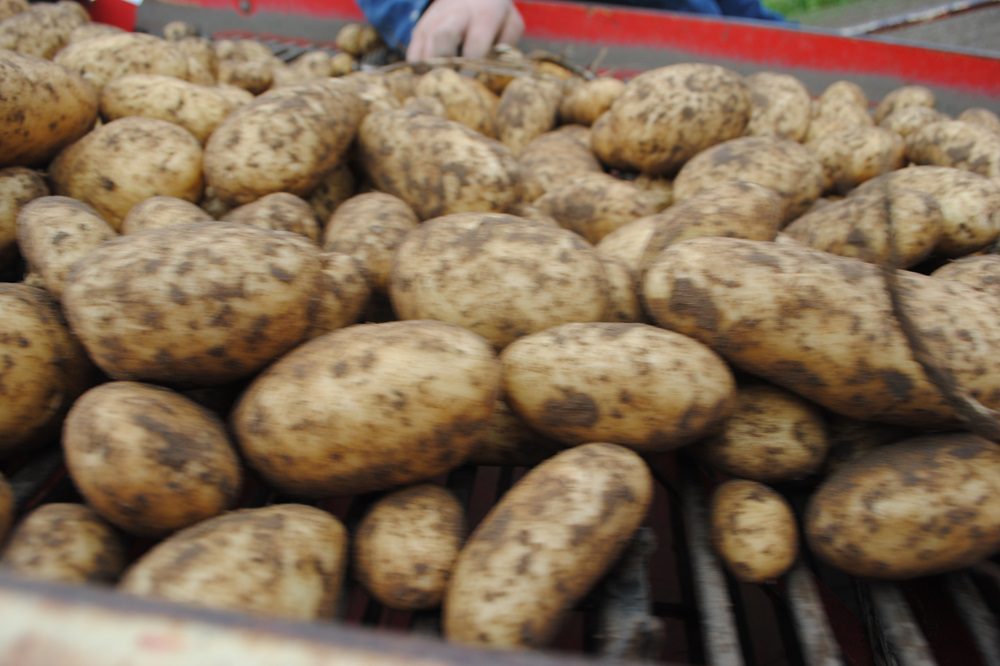 PotatoEurope: Demonstraties: uit de grond tot in de kisten