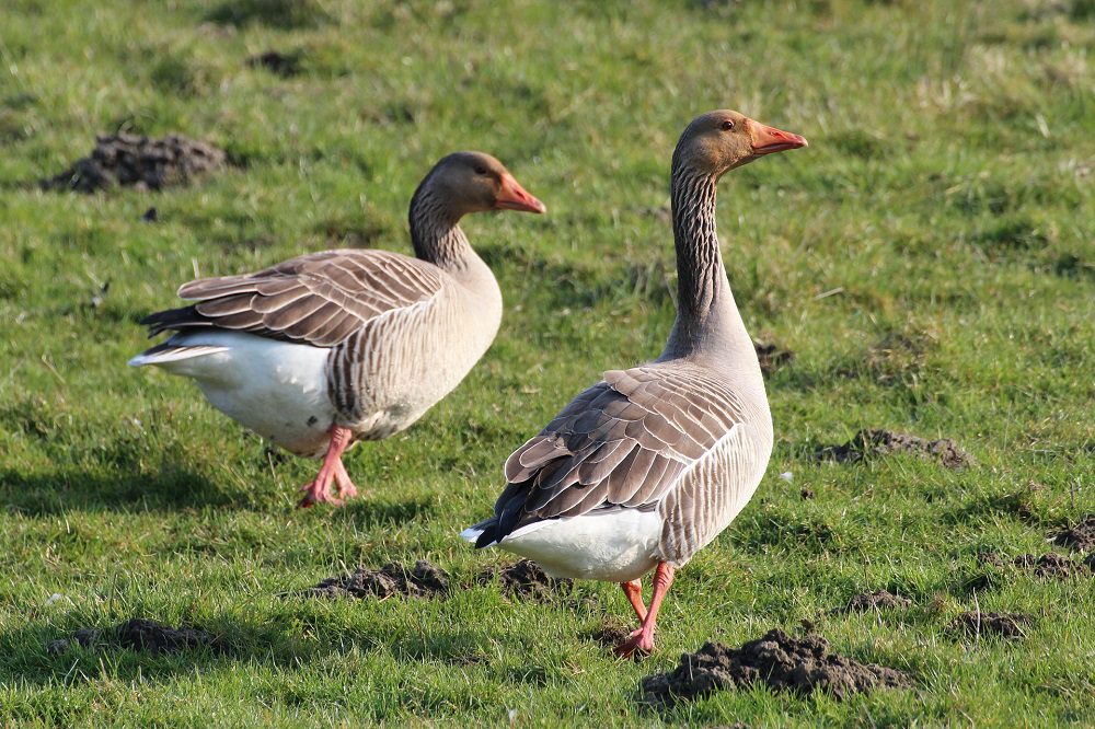 Provincie zoekt percelen met oogstresten voor komst overwinterende vogelsoorten