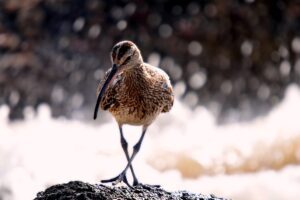 Zoeken naar een nieuwe balans tussen landbouw en natuur in 2050