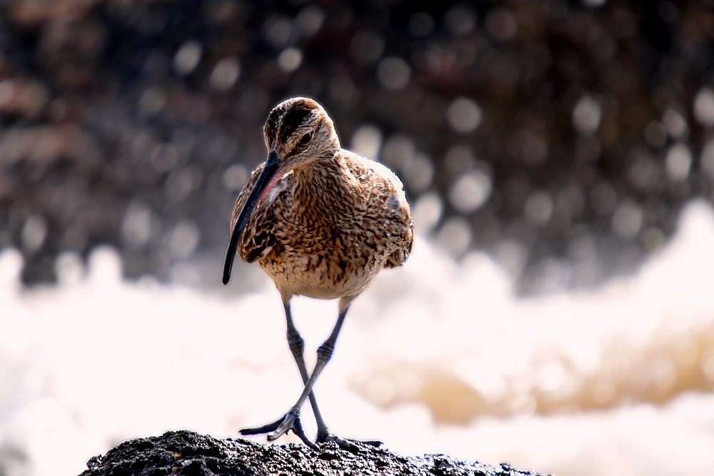 Zoeken naar een nieuwe balans tussen landbouw en natuur in 2050