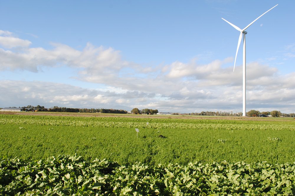 Zorg voor voldoende bodembedekking in de winter