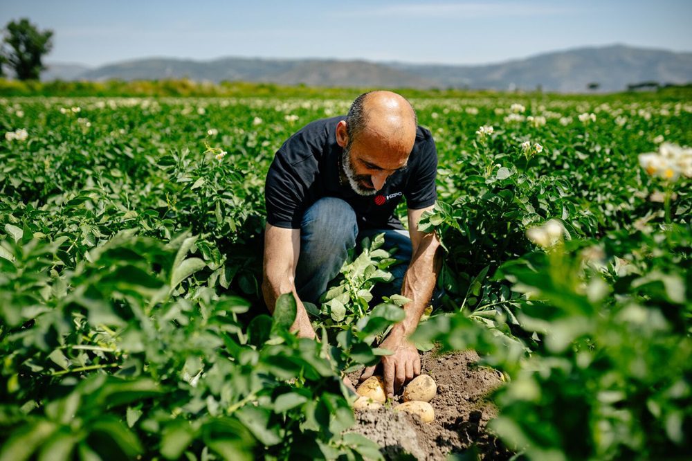 HZPC Group doorbreekt omzet en tonnage grenzen