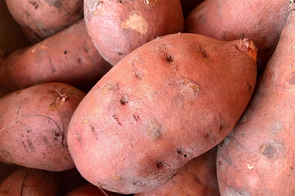 Zoete aardappel: van importproduct naar lokaal gewas
