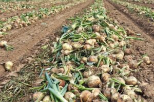 ICM zet stap richting duurzamere teelt, maar economisch perspectief blijft uitdaging