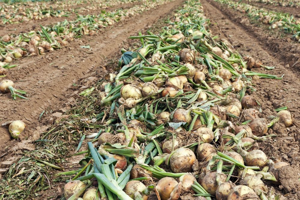 ICM zet stap richting duurzamere teelt, maar economisch perspectief blijft uitdaging