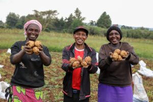 Doorbraak hybride aardappel opent deuren voor Afrikaanse boeren