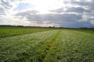 Groenbedekkers en slim spuiten: landbouwers zoeken oplossingen voor bodem