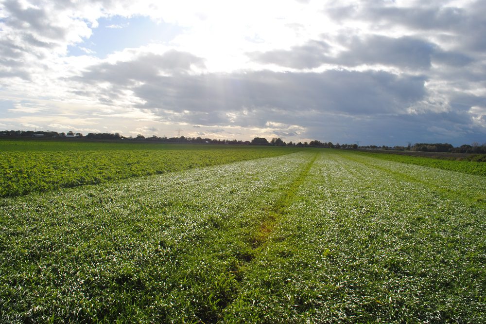 Groenbedekkers en slim spuiten: landbouwers zoeken oplossingen voor bodem