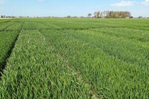 Vier nieuwe wintertarwerassen op de Belgische rassenlijst