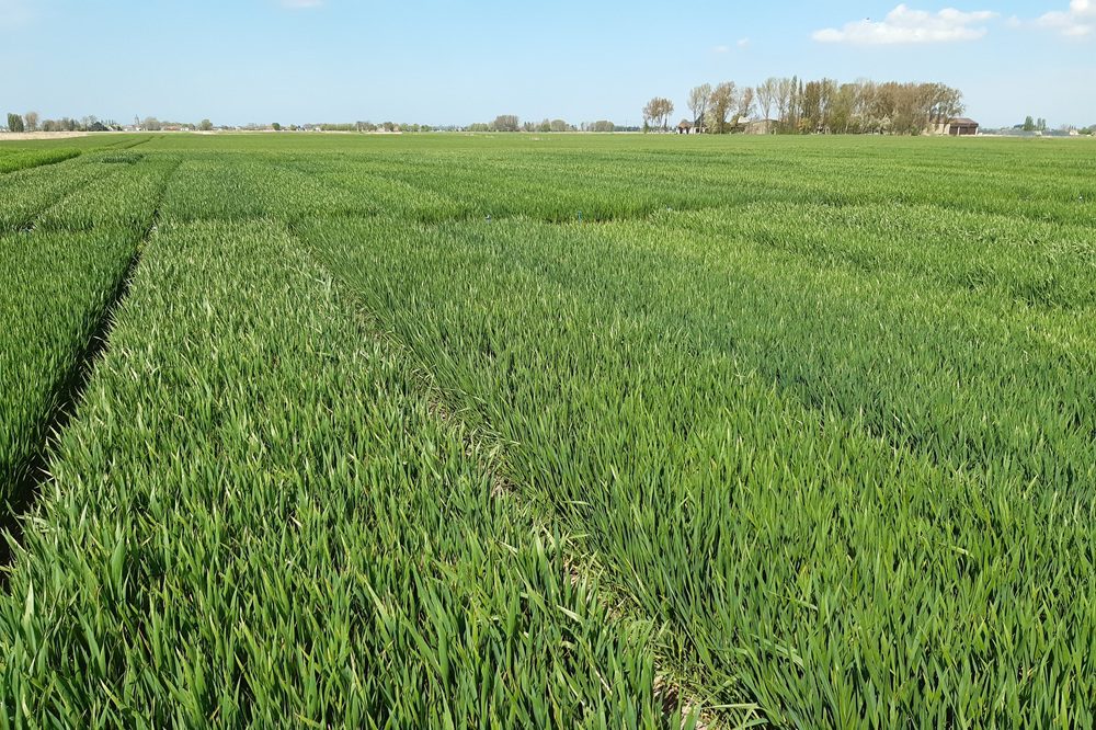 Vier nieuwe wintertarwerassen op de Belgische rassenlijst