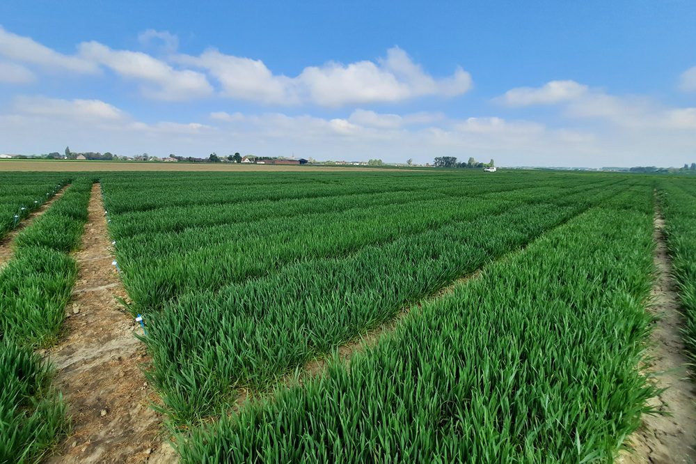 Eén nieuw speltras op de Belgische rassenlijst