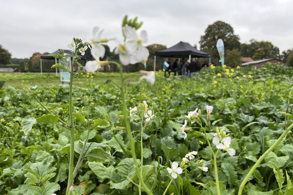 Humus: de dans van plant en bodem