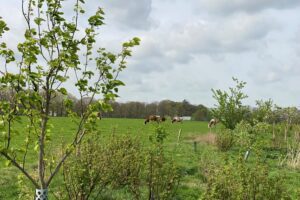 Van bomen tot inkomen: verdienmodel agroforestry
