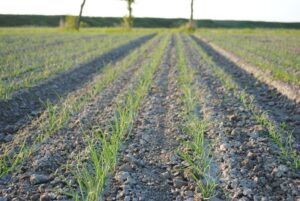 Vaker kijken, beter voorspellen: grip op trips