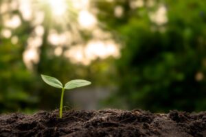 Carbon farming: klimaatoplossing of schijnzekerheid?