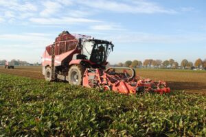 Stand van het gewas: Update SBR in suikerbieten