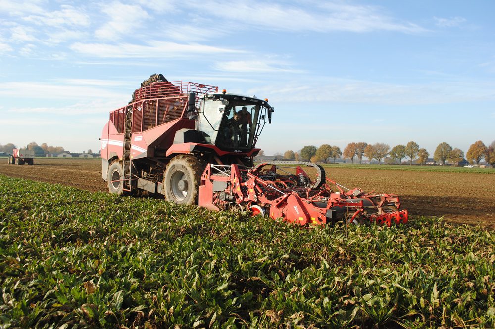 Stand van het gewas: Update SBR in suikerbieten