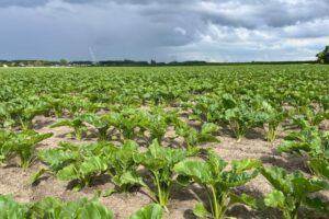 Bejo investeert in Antonie en ondersteunt innovatie in zaadproductie