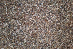 Enthousiaste telers en zaadveredelaars gezocht