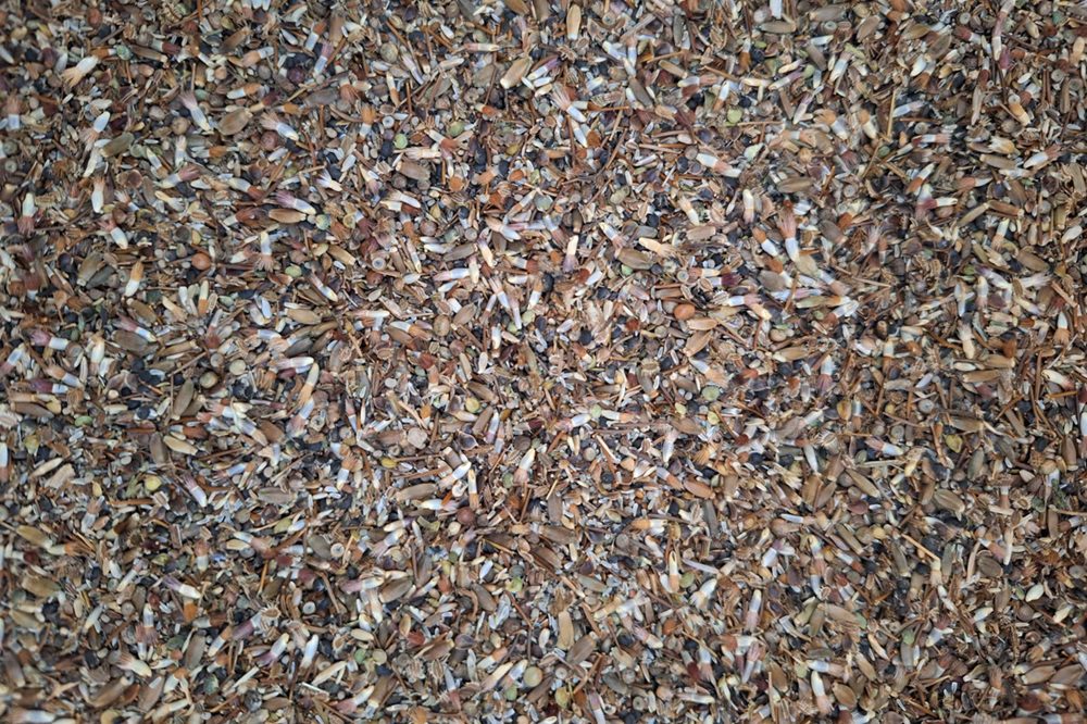 Enthousiaste telers en zaadveredelaars gezocht