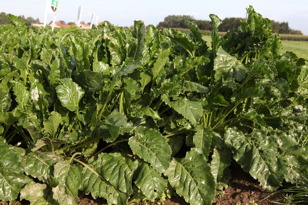 Achttien nieuwe rassen suikerbieten op de nationale rassenlijst