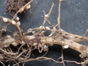 Aantasting door bietencysteaaltjes op jonge planten veroorzaakte in 2024 op veel percelen al vroeg in het seizoen een groeiachterstand.