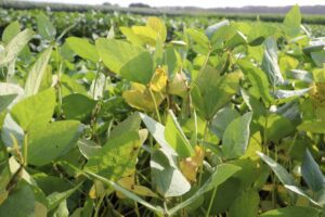 ImPuls zet in op ketenvorming en lokale afzet voor soja in Vlaanderen