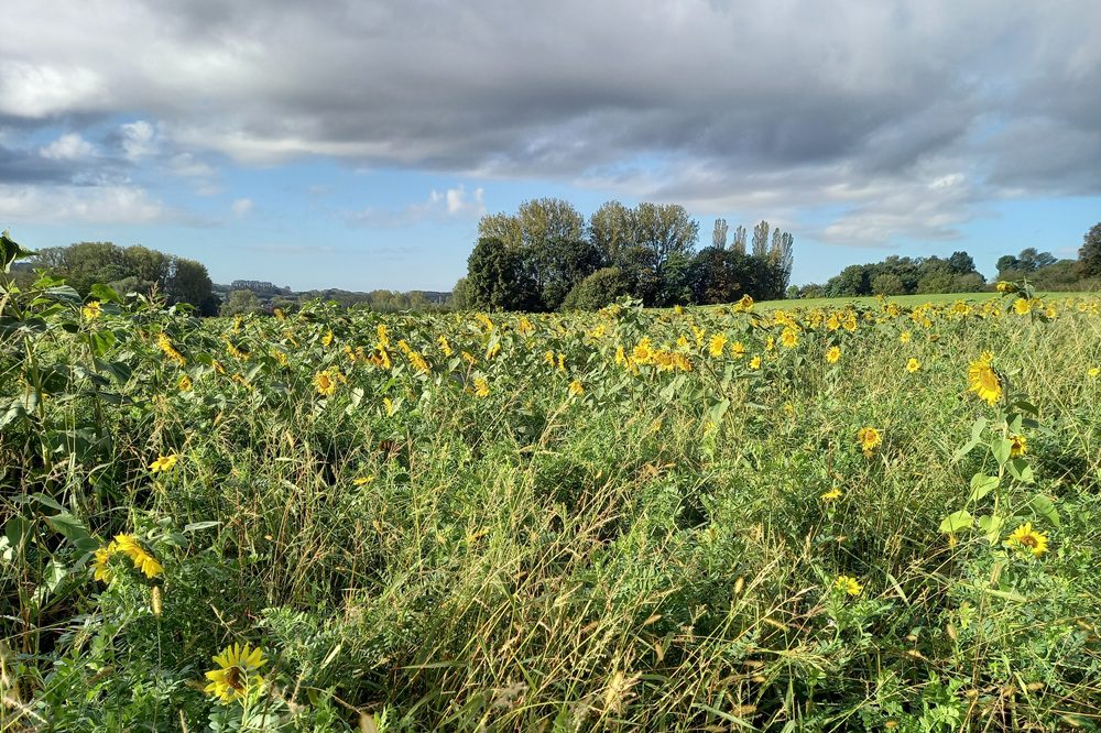 Faunamengsels en faunavoedselgewas: zo verlaag je de onkruiddruk