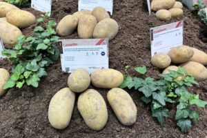 Gestapelde resistentie in ontwikkeling bij Agrico