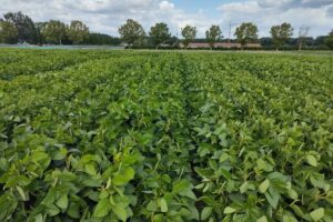 Nieuw Belgisch sojaras: teller staat nu op tien