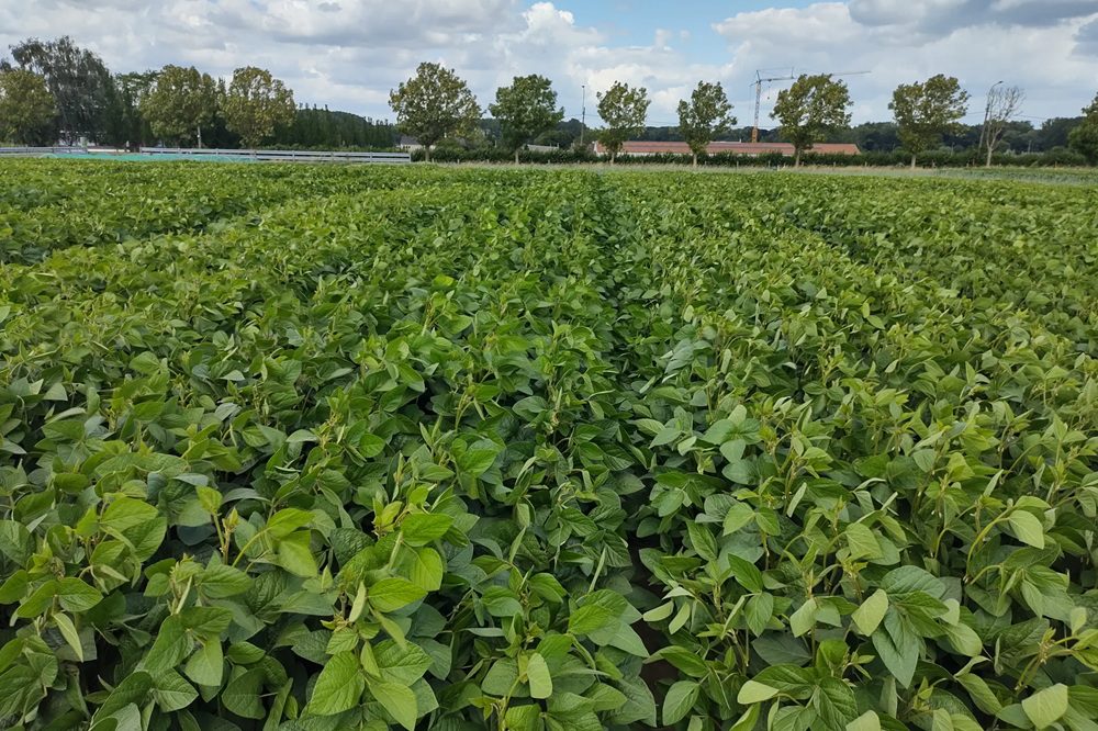 Nieuw Belgisch sojaras: teller staat nu op tien