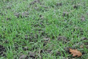 Stand van het gewas: hoe staat het ervoor met de wintertarwe?