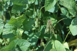 Eén nieuw sojaras toegelaten op de Belgische rassenlijst