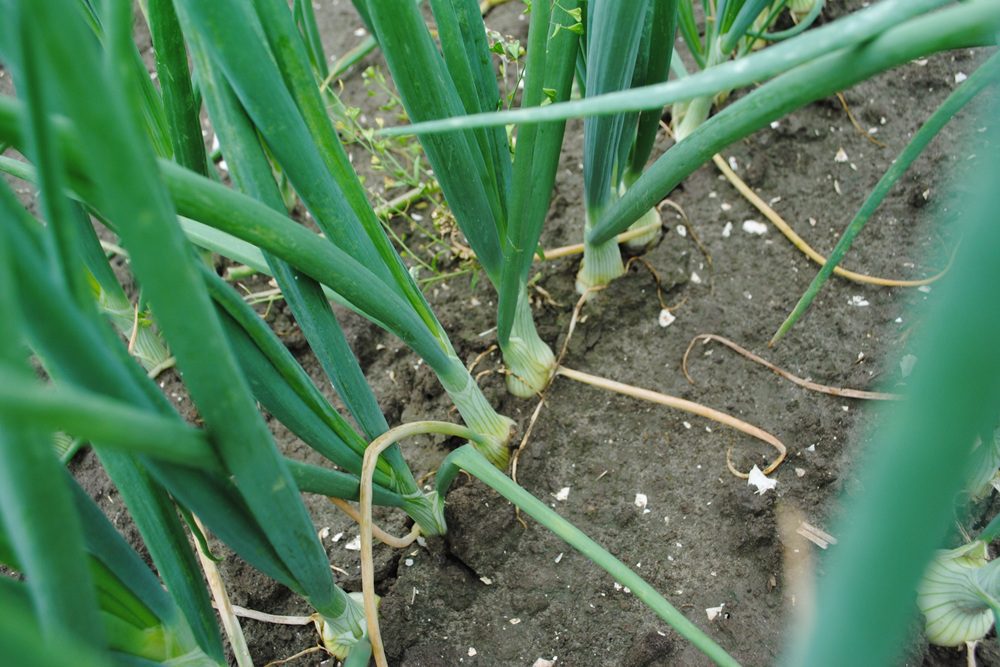 Uiendag 2026: "Uien in 2026: alle zeilen bij"