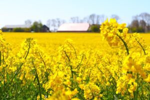 Koolzaaddag op 23 april in Ellemeet