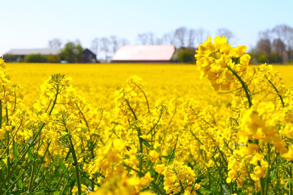 Koolzaaddag op 23 april in Ellemeet