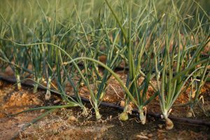 De waarde van waterkwaliteit