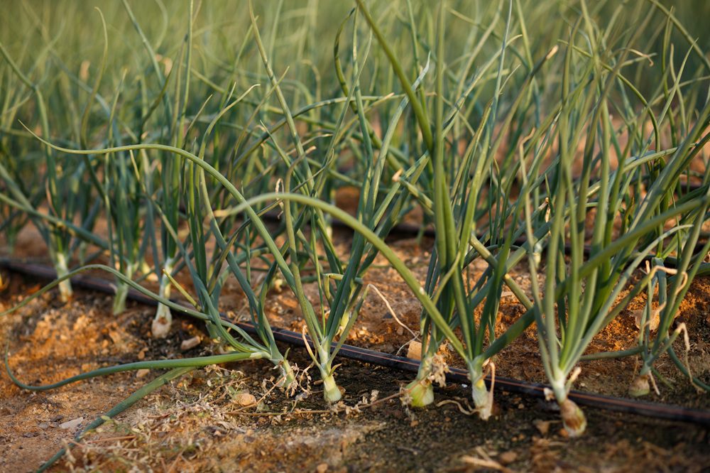 De waarde van waterkwaliteit