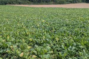 Gaan SBR en stolbur alle teelten overheersen?